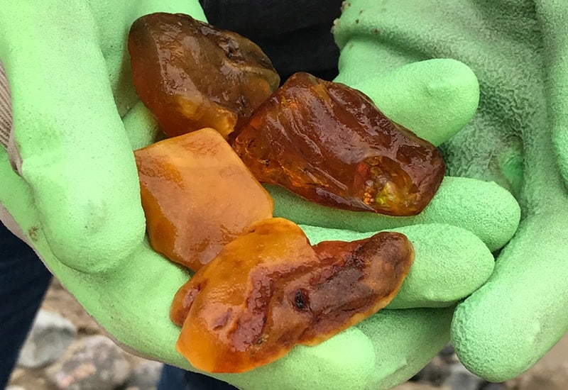 Raw amber extracted from the Baltic Sea